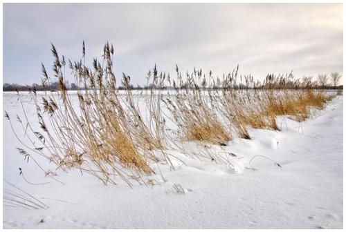 Reeds in snow