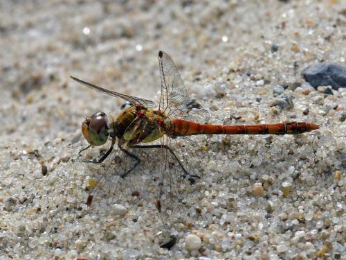 Dragonfly-in-the-gravel