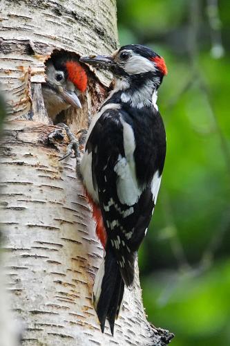 Woodpecker-with-young